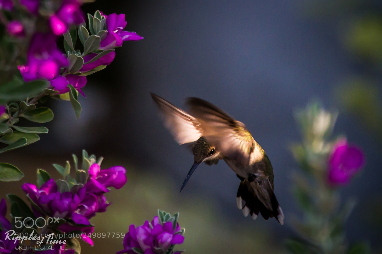Canon EOS 7D sample photo. Purple texas sage and photography
