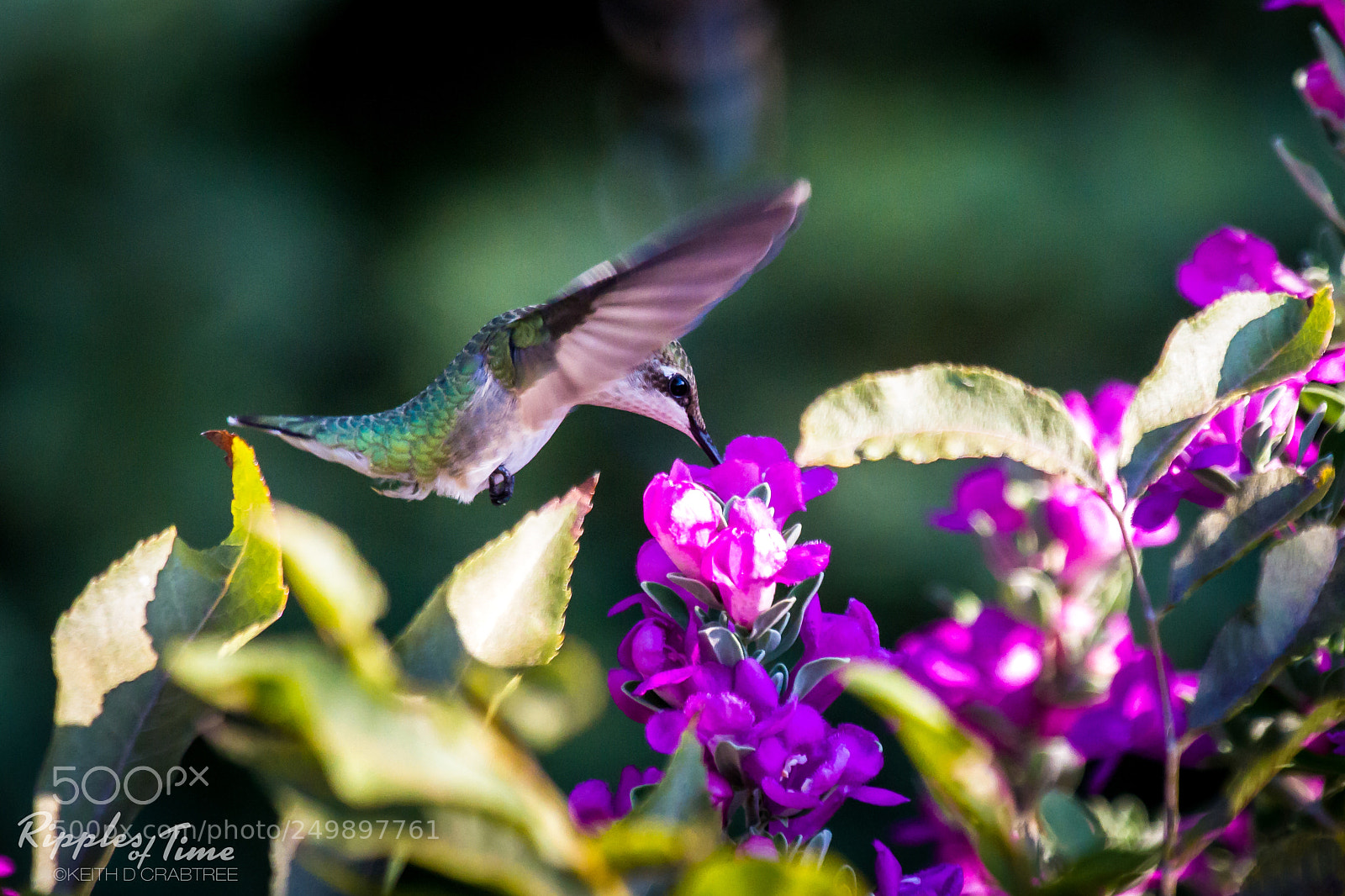 Canon EOS 7D sample photo. Hummingbird in my backyard. photography