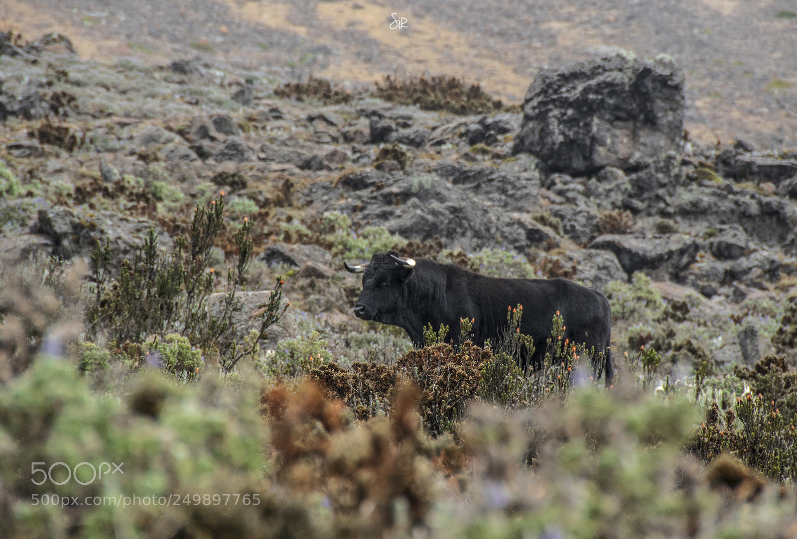 Nikon D7500 sample photo. Wild bull photography
