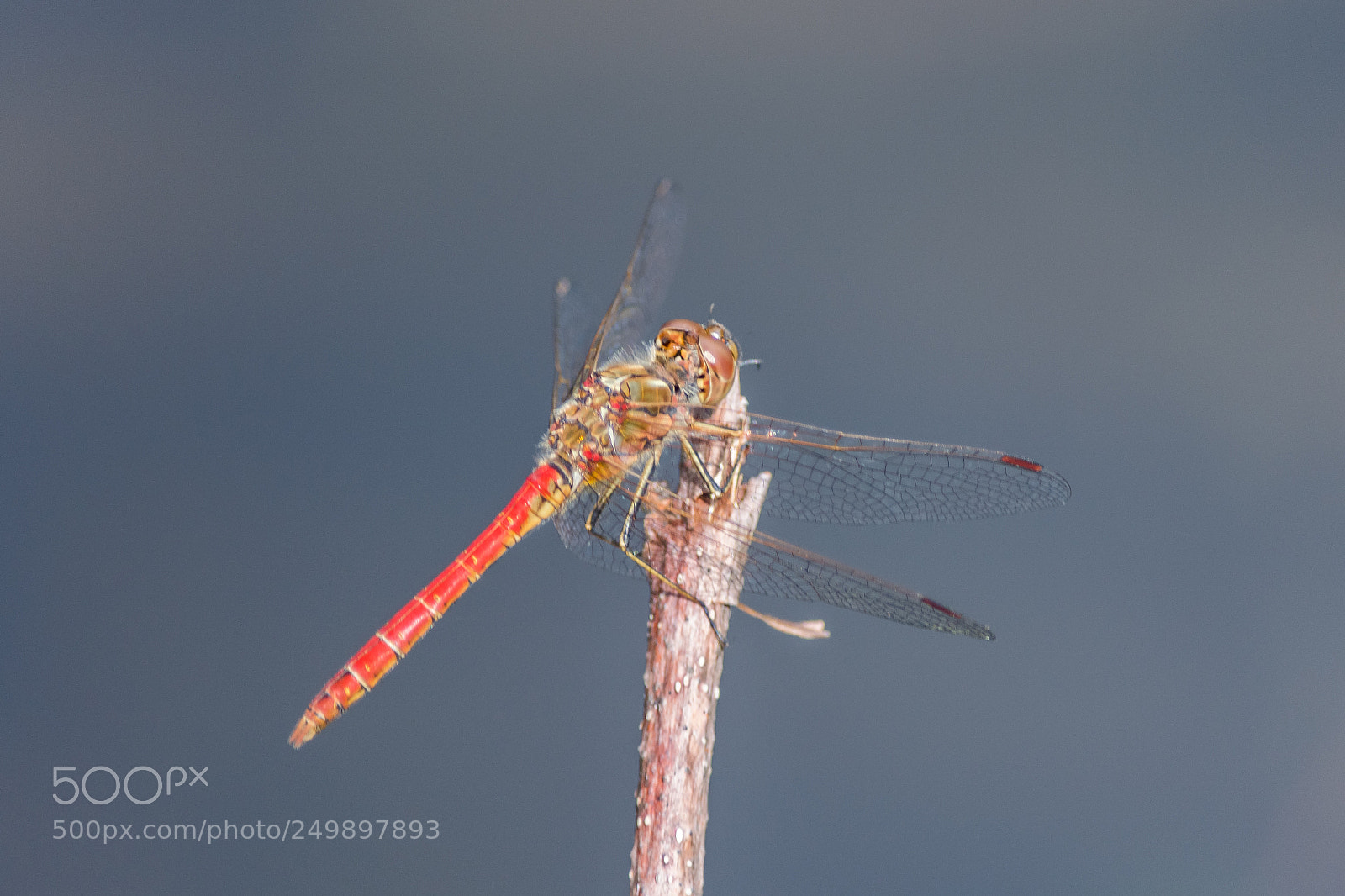 Nikon D5200 sample photo. Dragonfly photography
