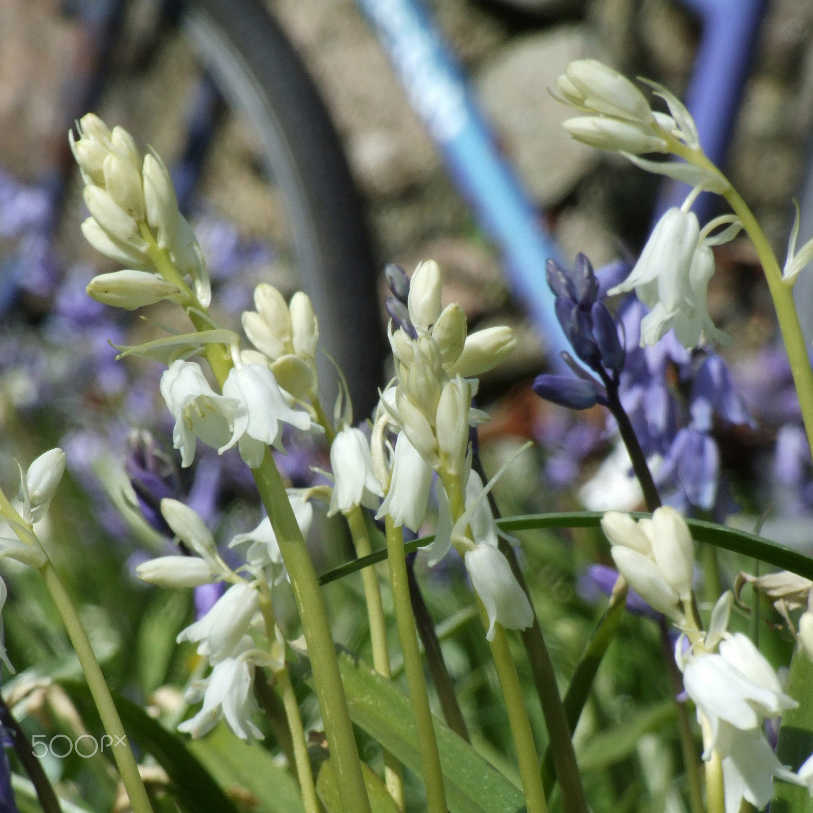 Fujifilm FinePix S9600 sample photo. Bluebell bicycle photography
