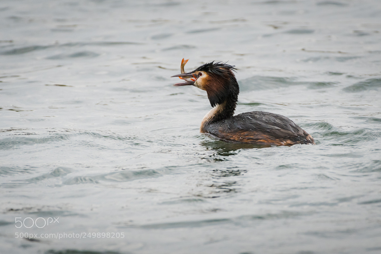 Nikon D500 sample photo. Fuut podiceps cristatus met photography