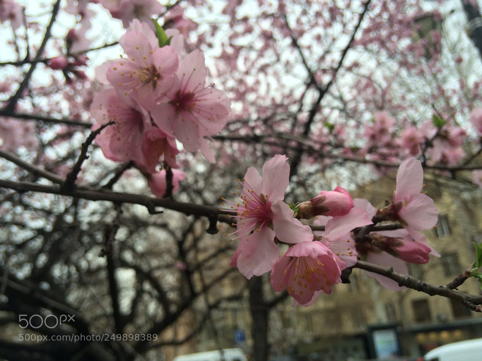Apple iPhone 5s sample photo. Cherry blossoms  photography