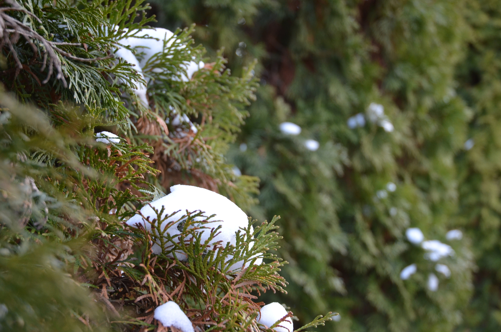 Nikon D5100 sample photo. Thuja in winter photography