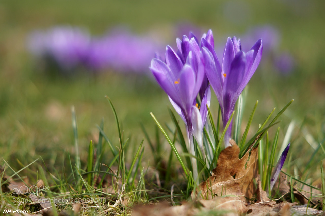 Sony ILCA-77M2 sample photo. Wild crocuses photography