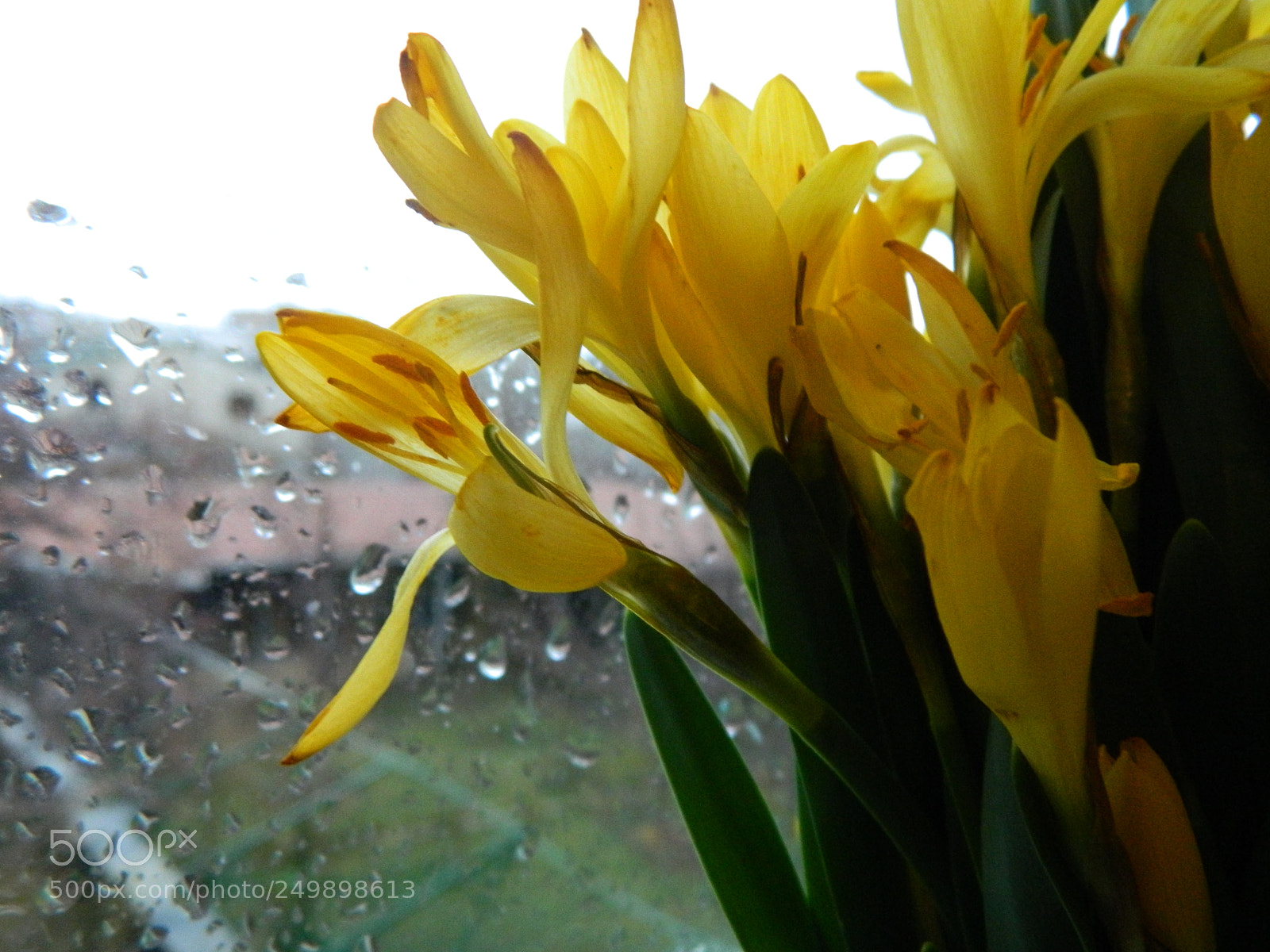 Nikon Coolpix L120 sample photo. Rain photography
