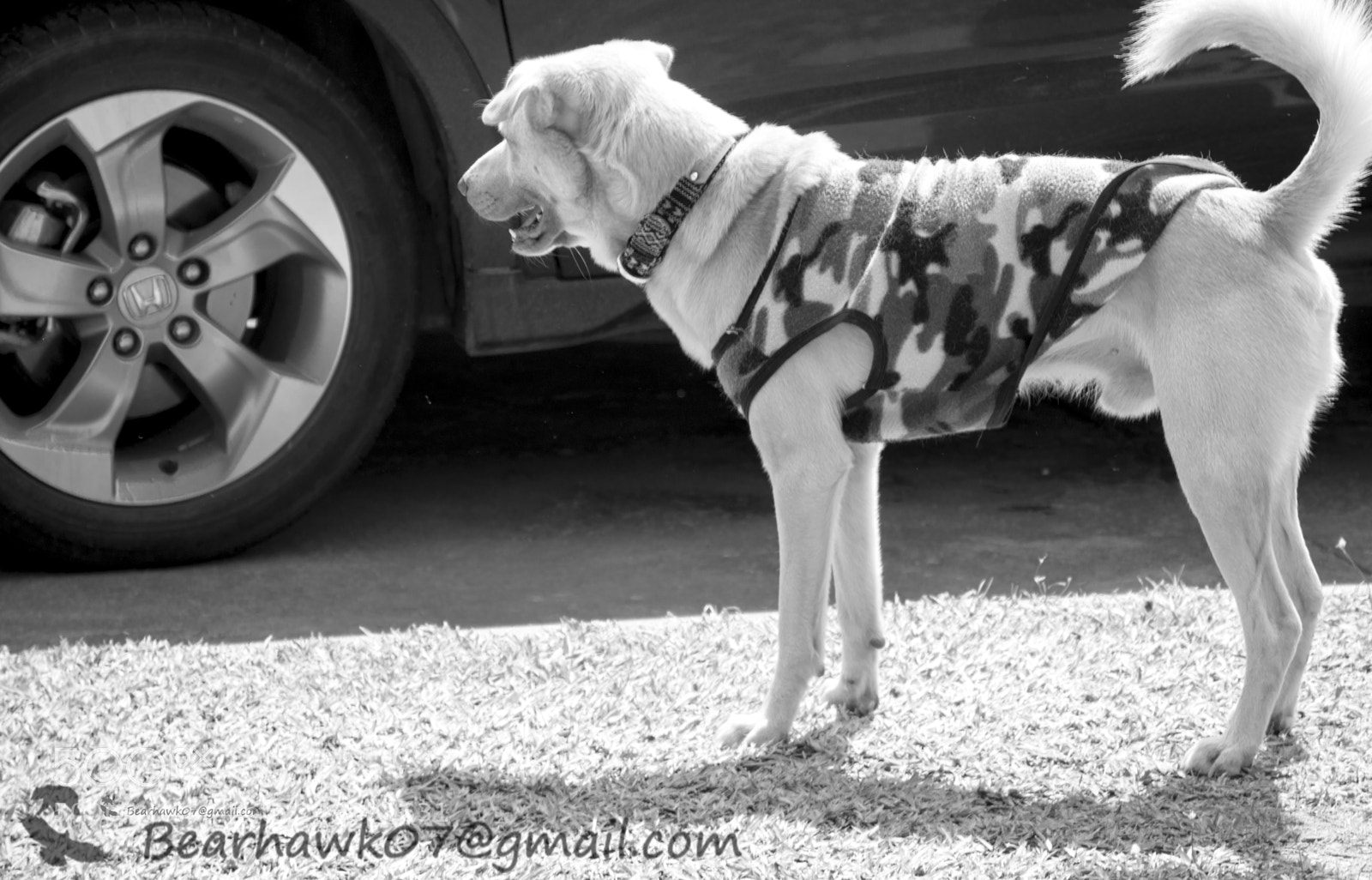 Nikon D7200 sample photo. Copy photography