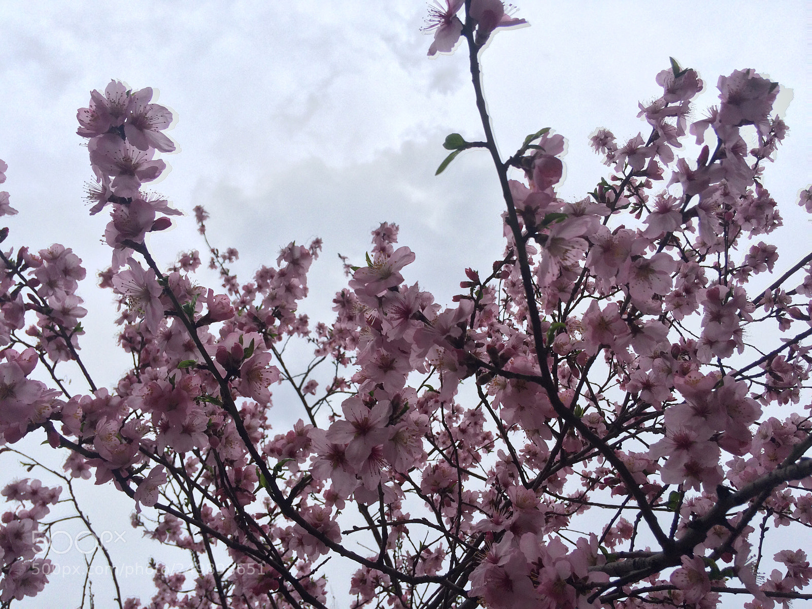 Apple iPhone 5s sample photo. Spring photography
