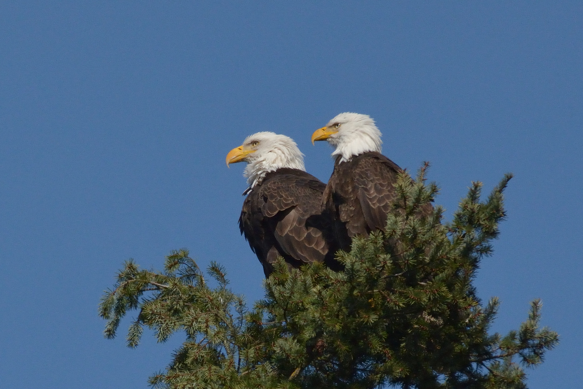 Nikon D7100 + Nikon AF-S Nikkor 200-500mm F5.6E ED VR sample photo. Skinner butte eagles photography