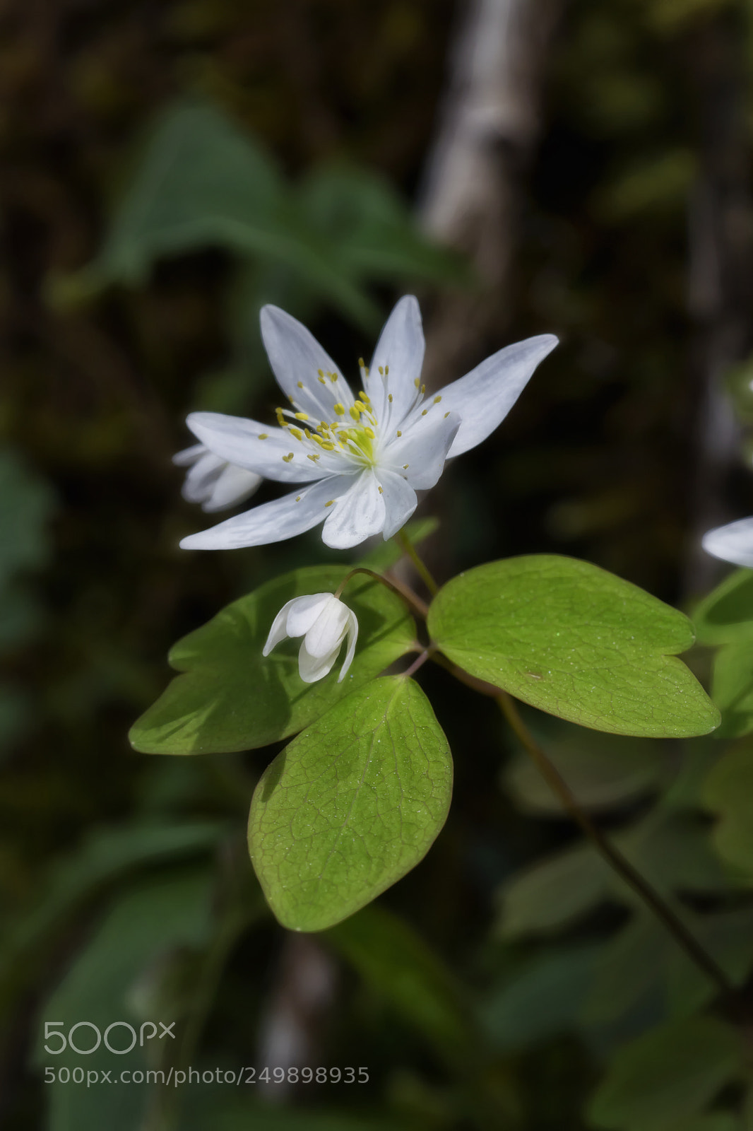 Nikon D7100 sample photo. Rue anemone photography