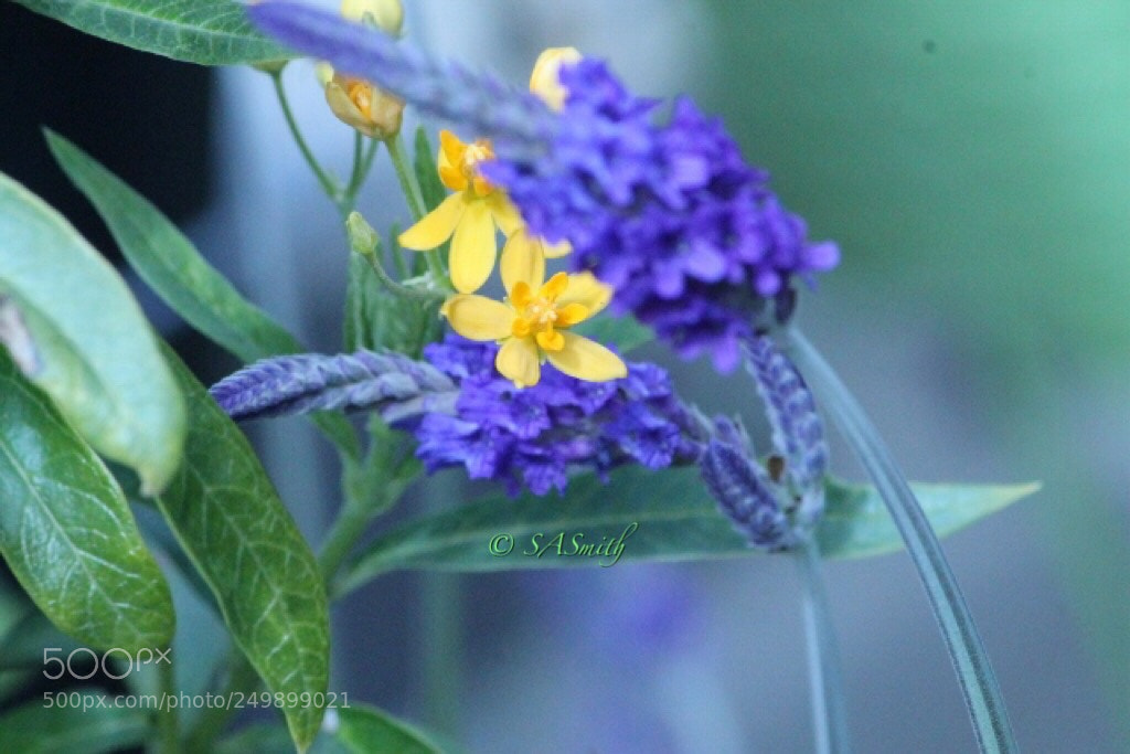 Canon EOS 1100D (EOS Rebel T3 / EOS Kiss X50) sample photo. Swayed photography