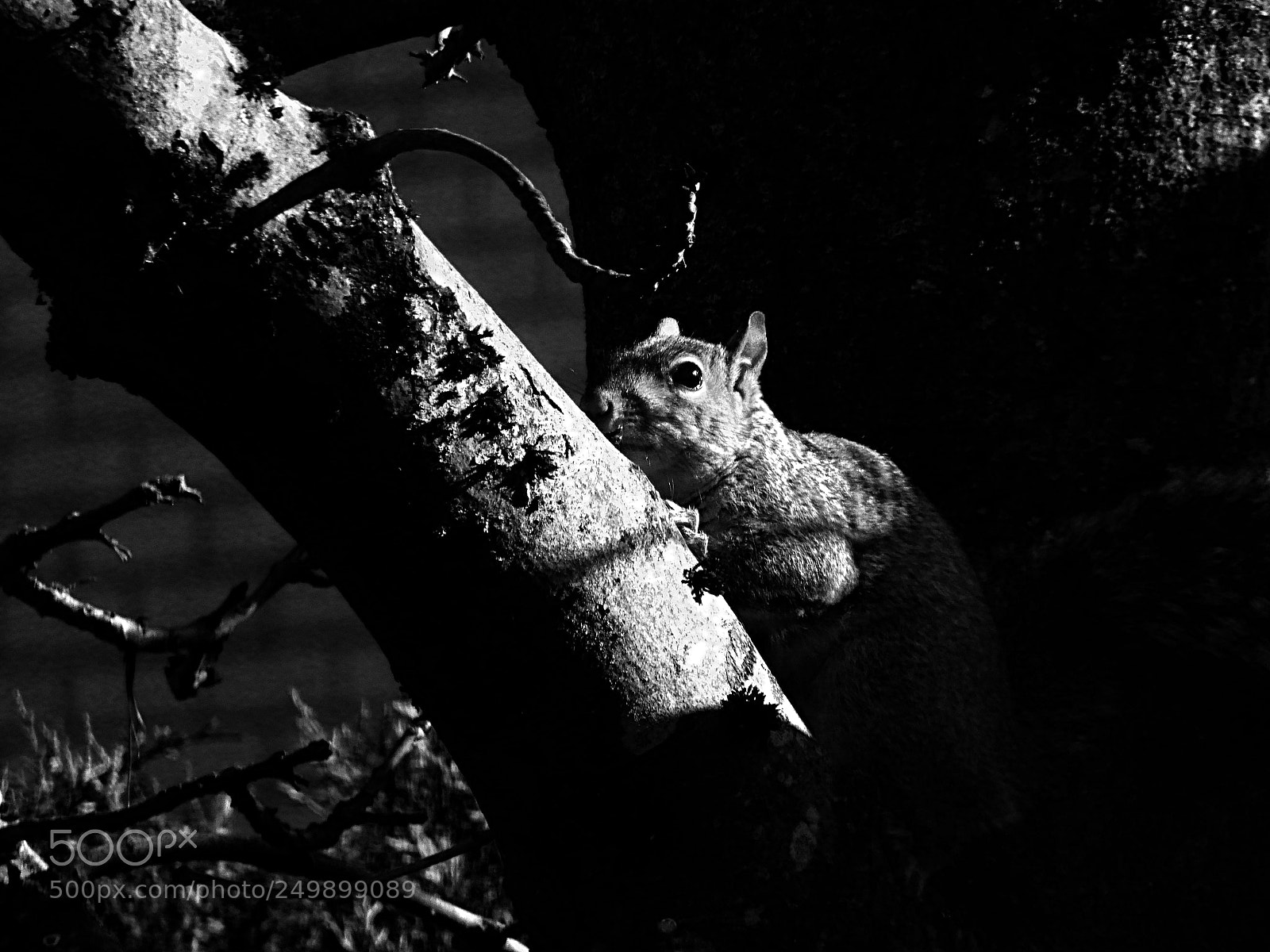 Nikon Coolpix A900 sample photo. Squirrel photography