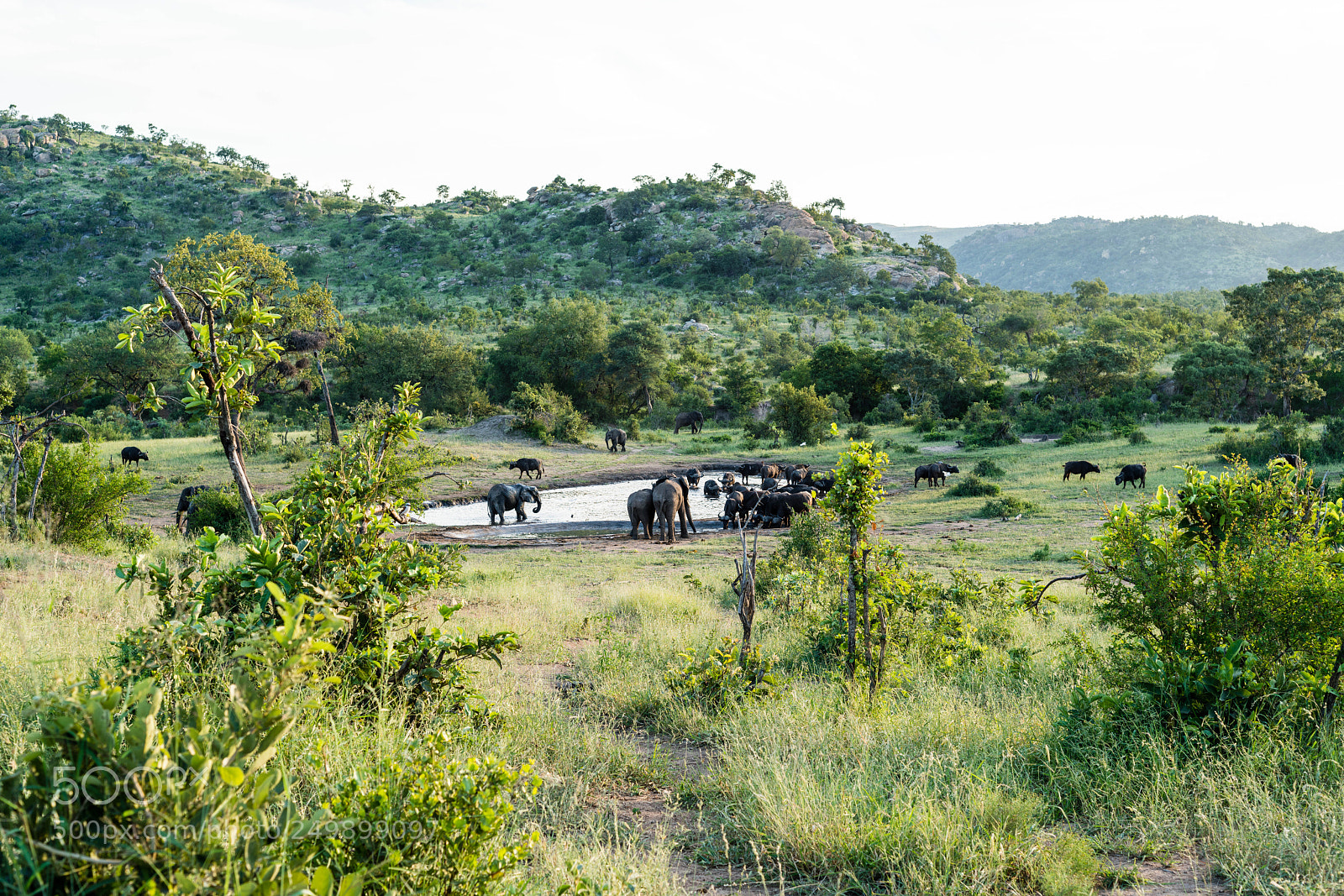Sony a7R III sample photo. Kruger national park, south photography