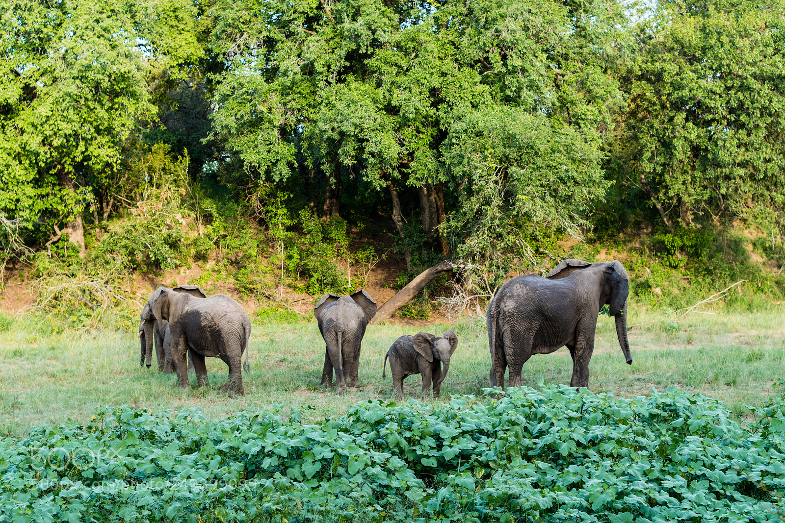 Sony a7R III sample photo. Kruger national park, south photography