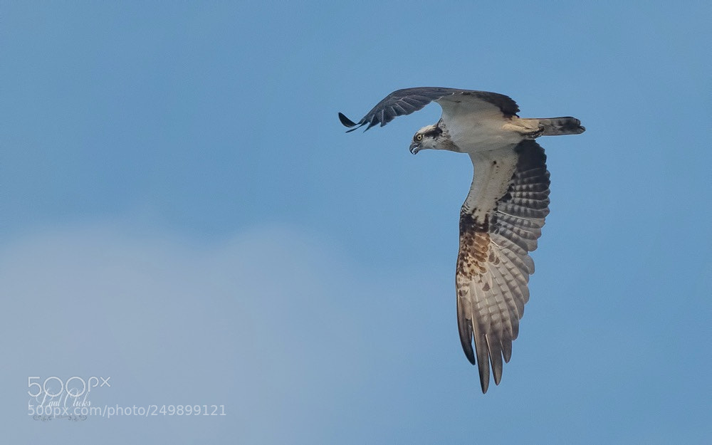 Nikon D500 sample photo. Osprey photography