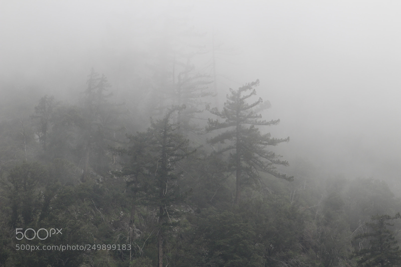 Canon EF 75-300mm f/4-5.6 sample photo. Trees shrouded by fog photography