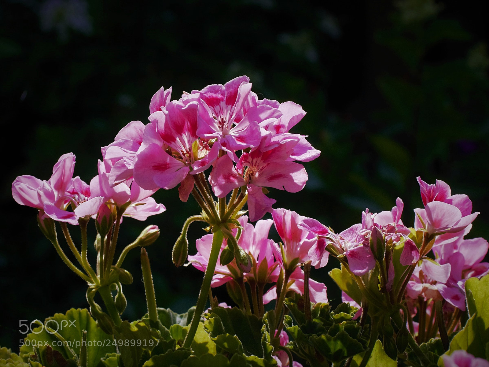 Panasonic Lumix DMC-G6 sample photo. In sharp light photography