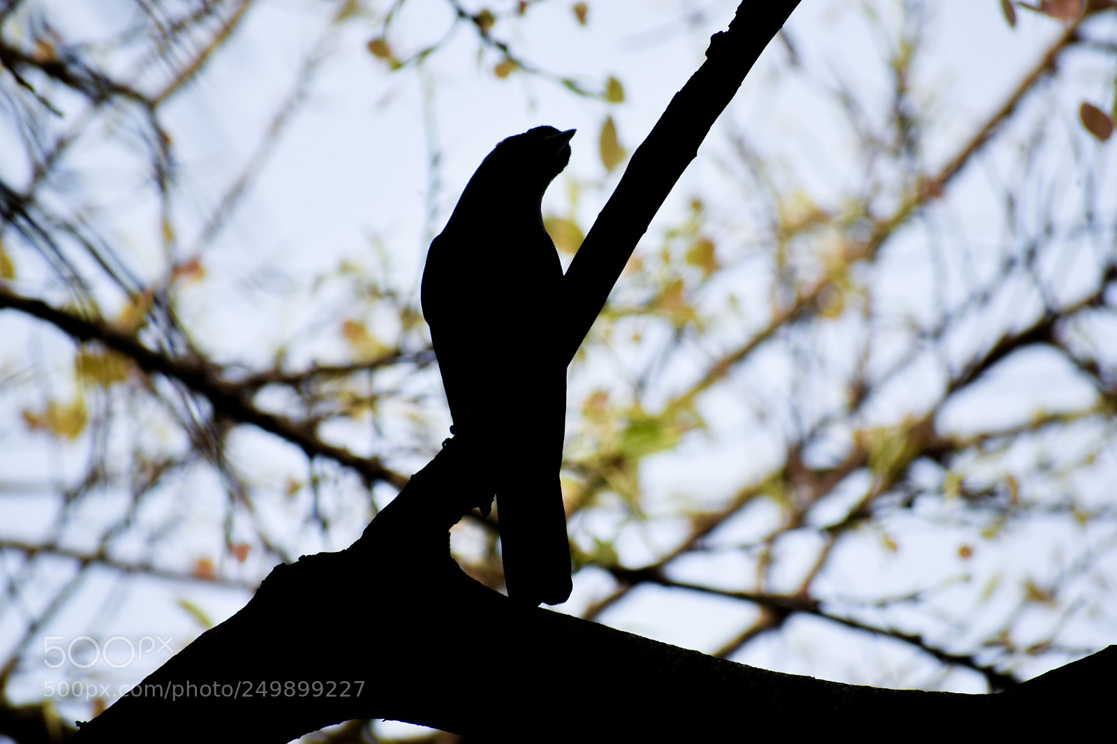 Nikon D5300 sample photo. Silhouette bird photography