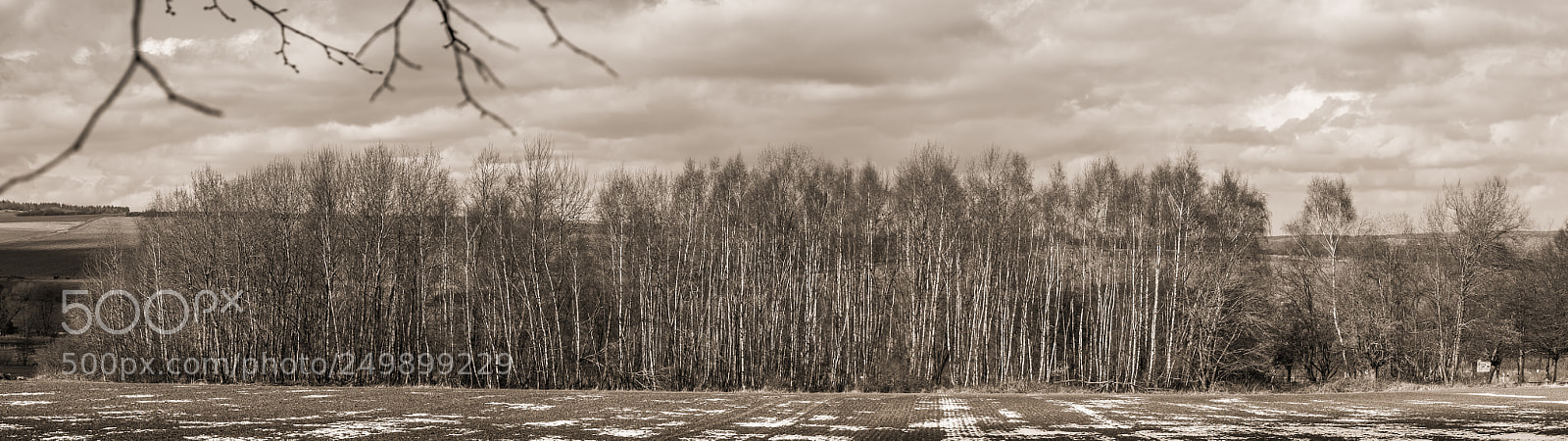 Fujifilm X-E1 sample photo. Nur birken photography