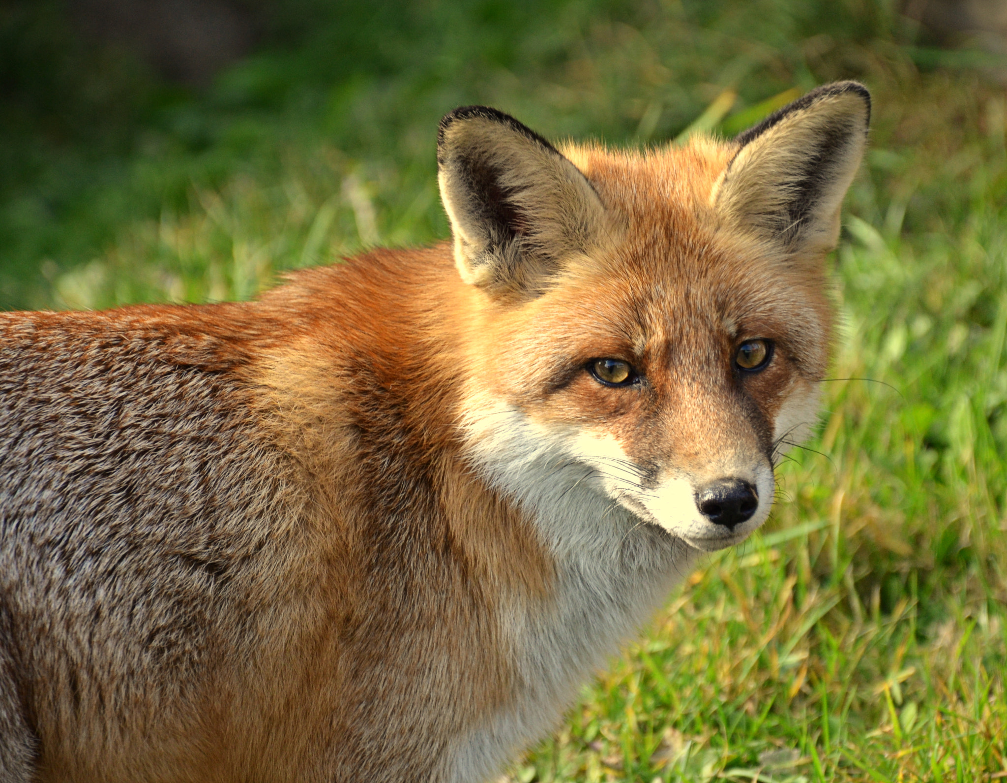 Nikon D3100 sample photo. Fox photography