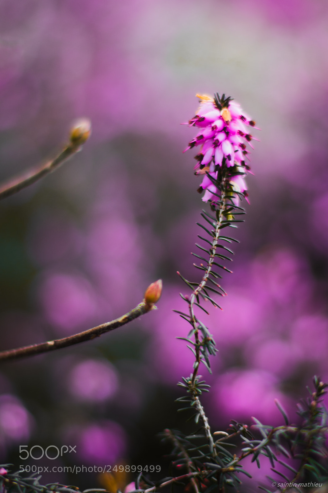 Canon EOS 7D Mark II sample photo. L' veil de la photography
