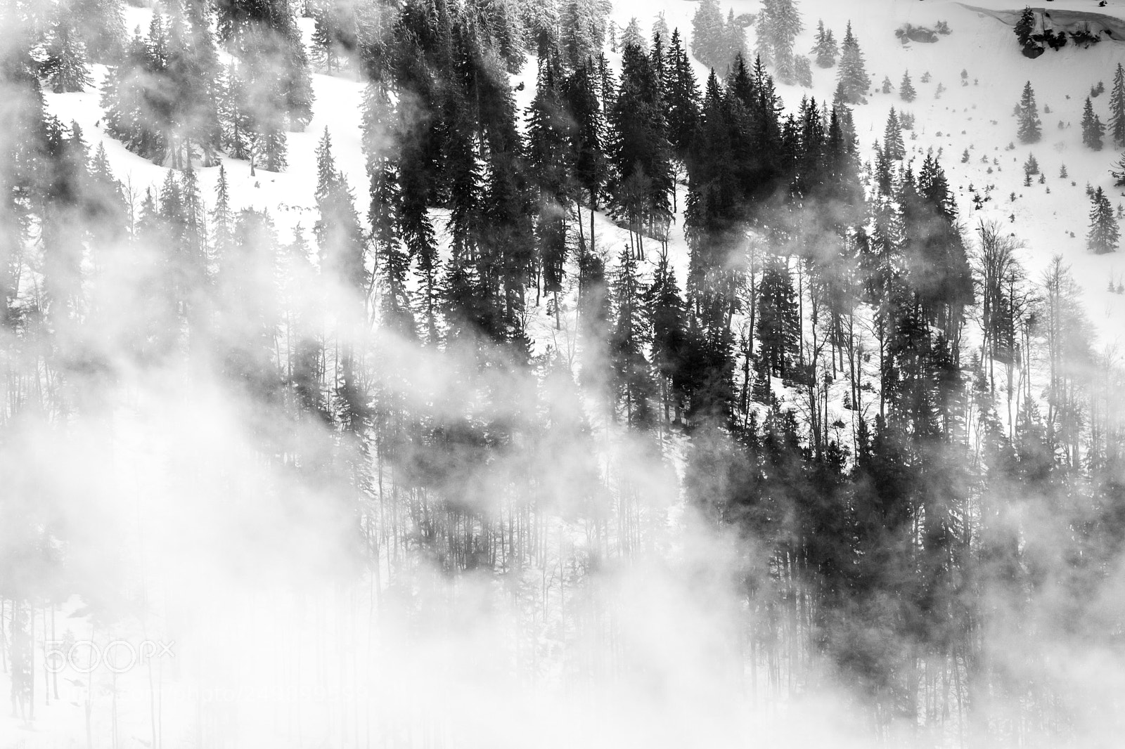 Canon EOS 80D sample photo. Forest fog photography