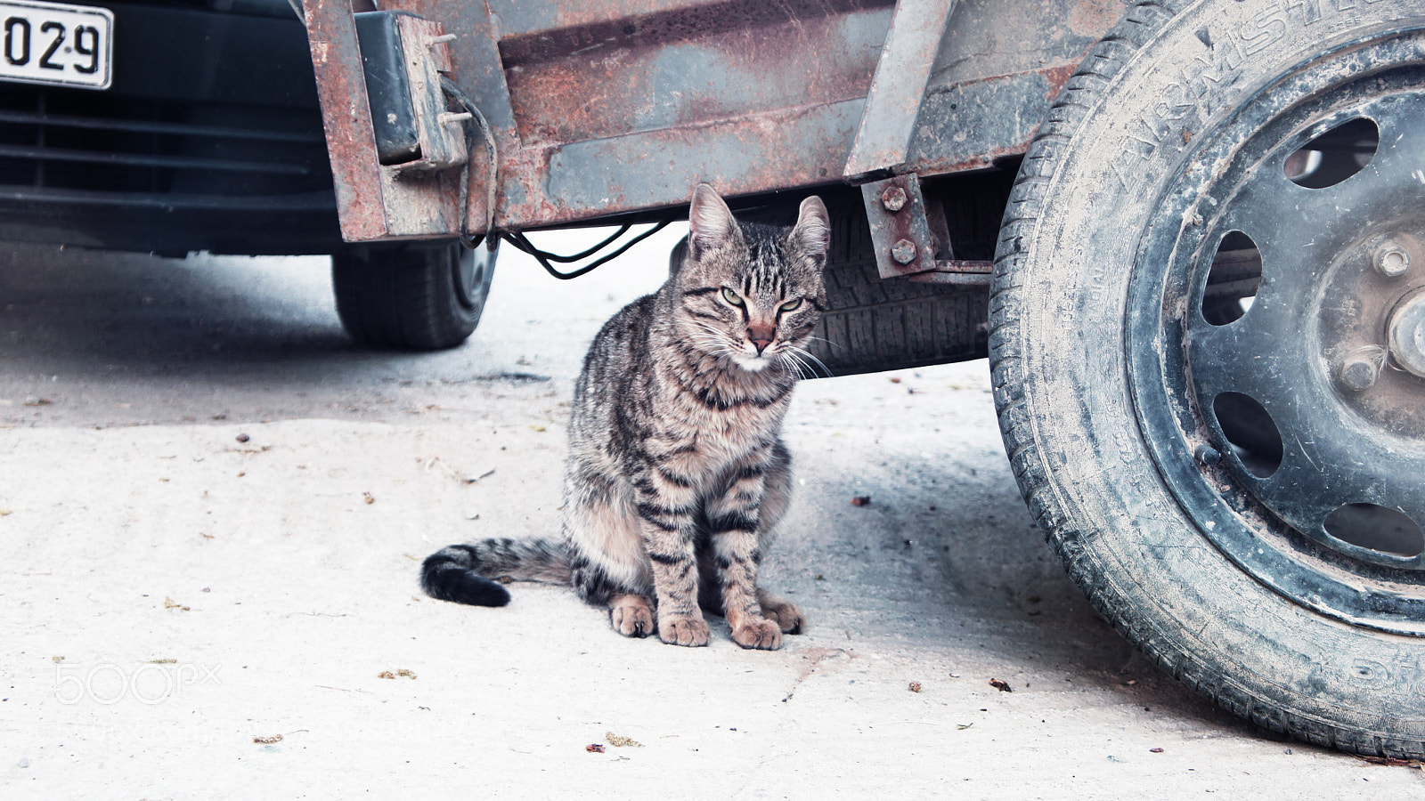 Sony Alpha NEX-5 sample photo. Cat in greece photography