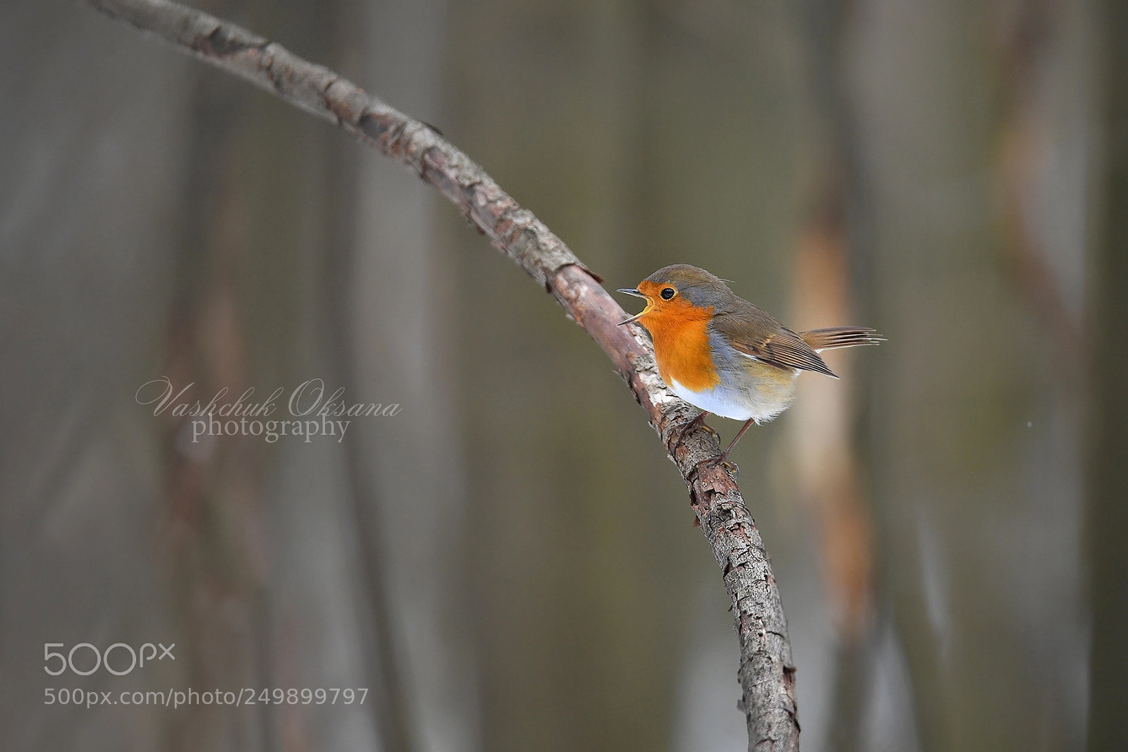 Nikon D5 sample photo. Spring song photography