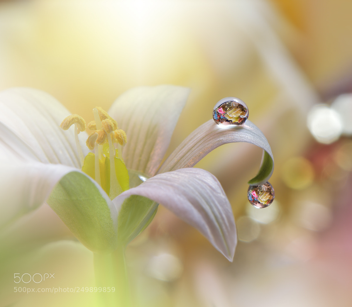 Nikon D810 sample photo. Tears of time.. photography
