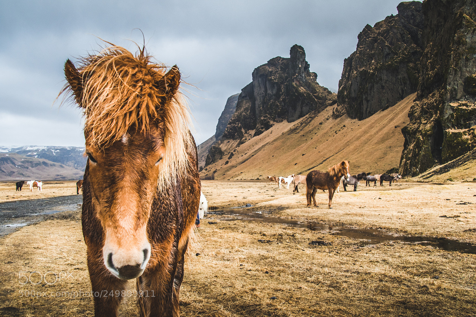 Canon EOS 7D Mark II sample photo. Icelandic horses photography