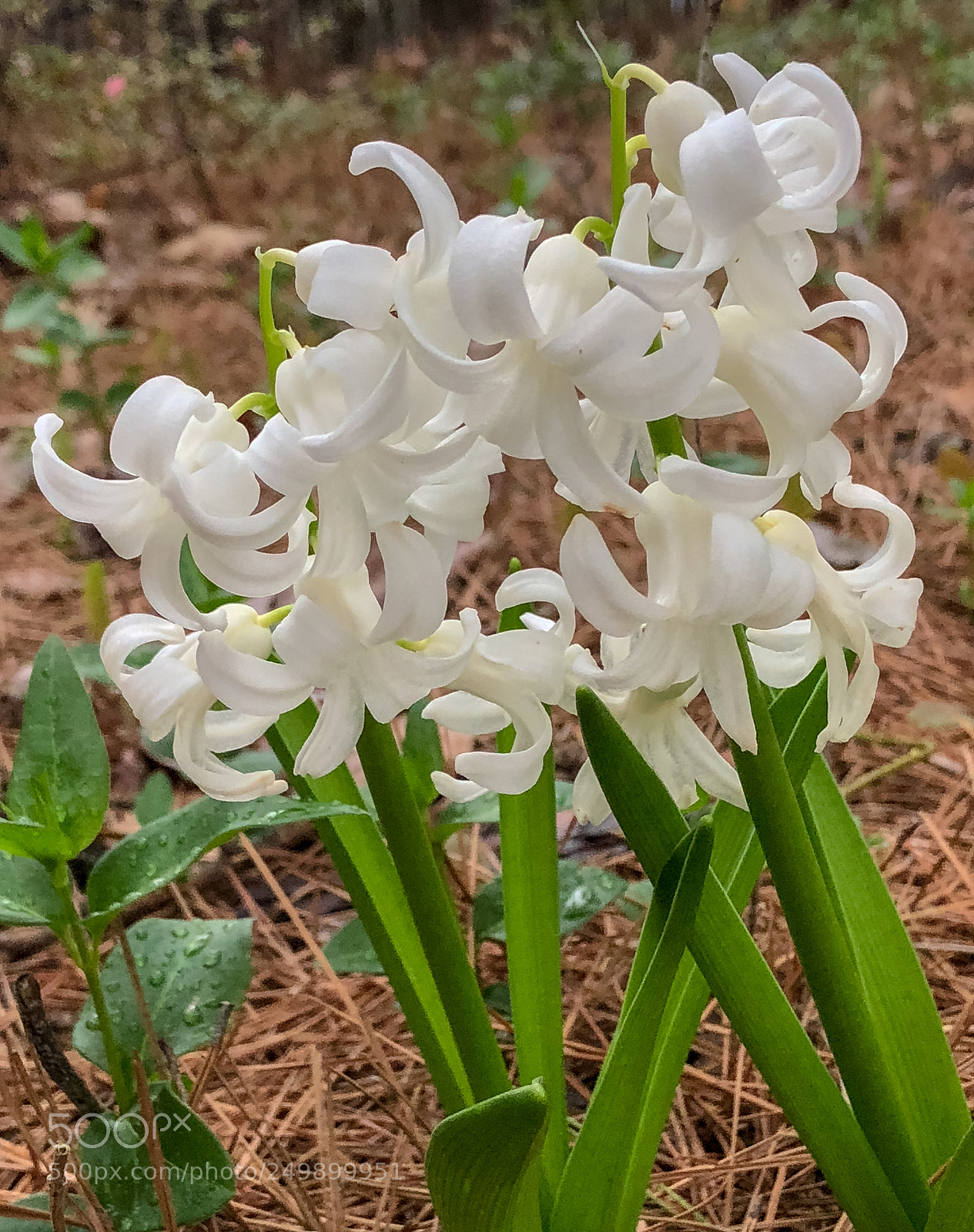 Apple iPhone 8 Plus sample photo. Spring flowers photography