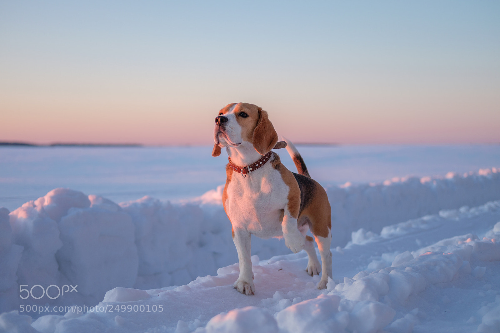Fujifilm X-A2 sample photo. Beagle dog on a photography