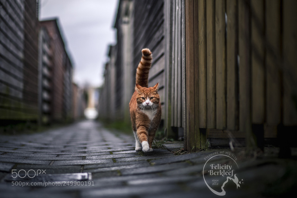 Canon EOS 6D sample photo. The cat walk photography