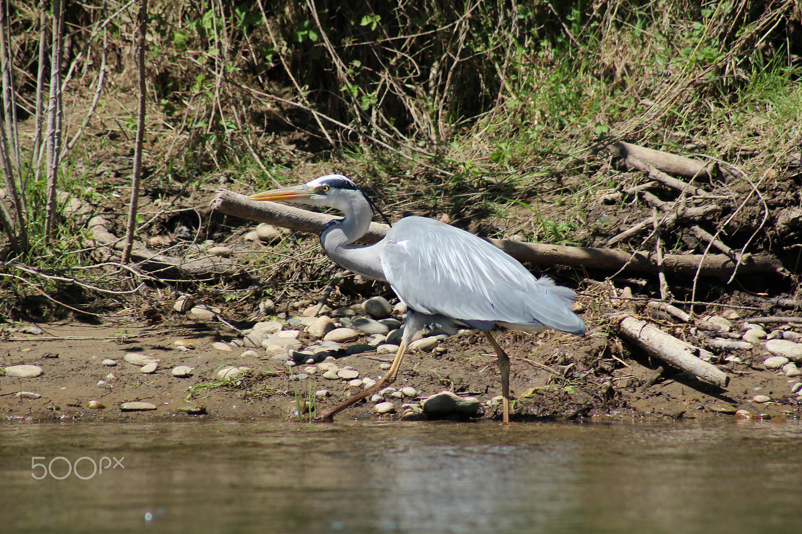 Canon EF 75-300mm f/4-5.6 sample photo. Heron photography
