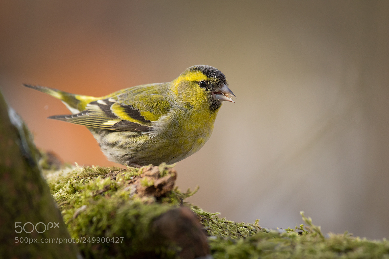 Canon EOS 7D Mark II sample photo. Siskin photography