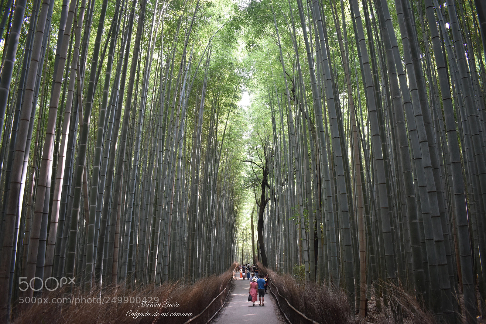 Nikon D5600 sample photo. Magic arashiyama photography