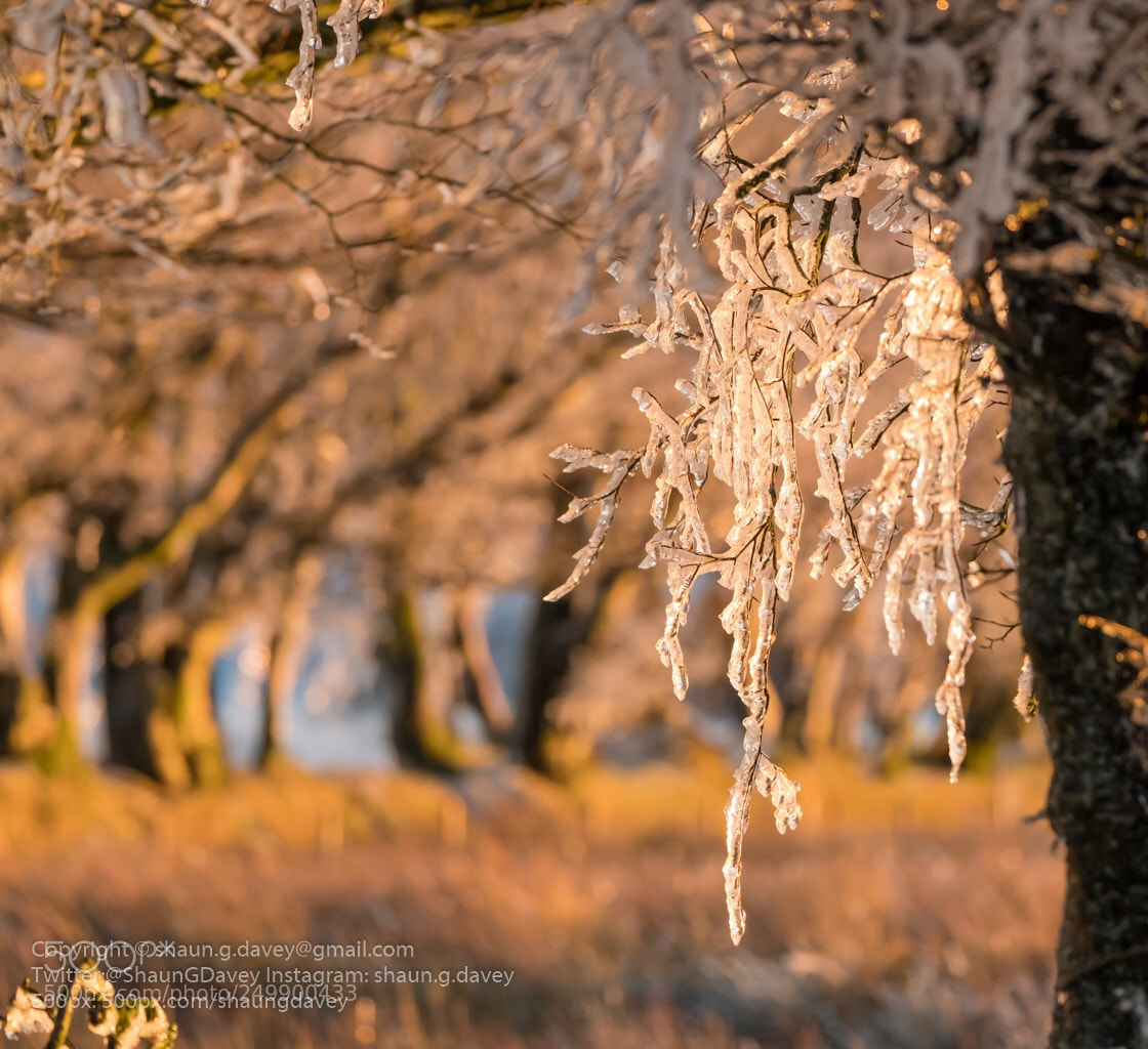 Fujifilm X-T2 sample photo. Ice encrusted trees in photography