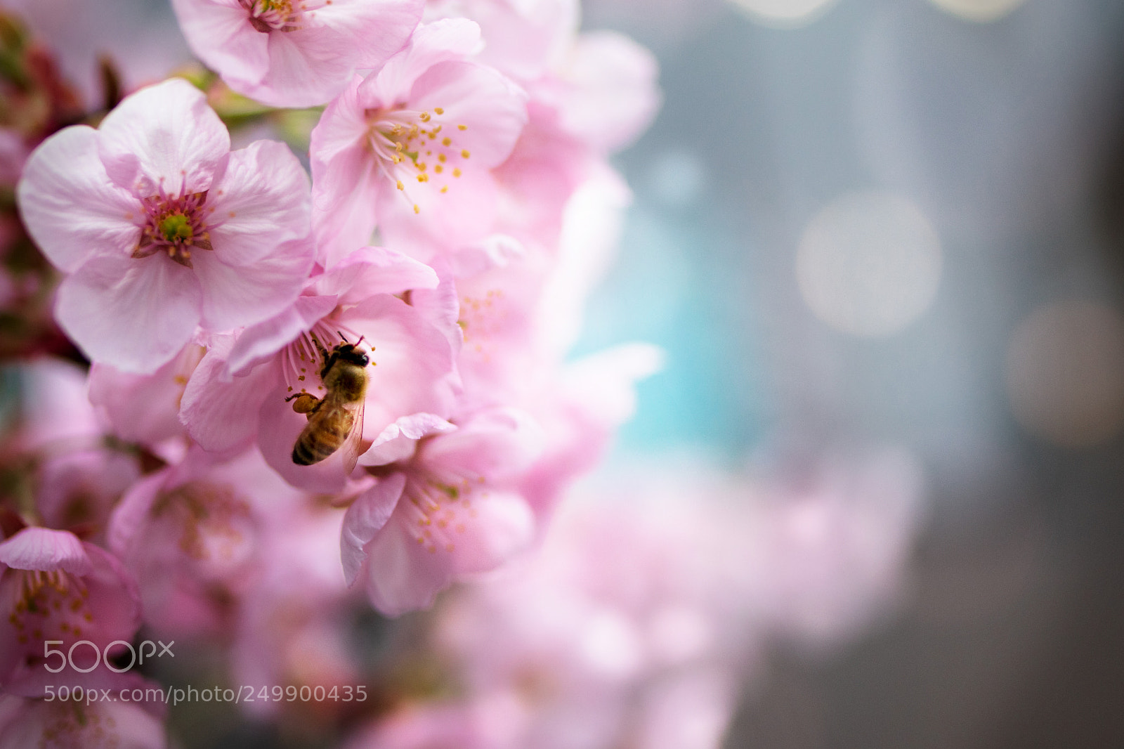 Canon EOS 80D sample photo. Spring_2253 photography