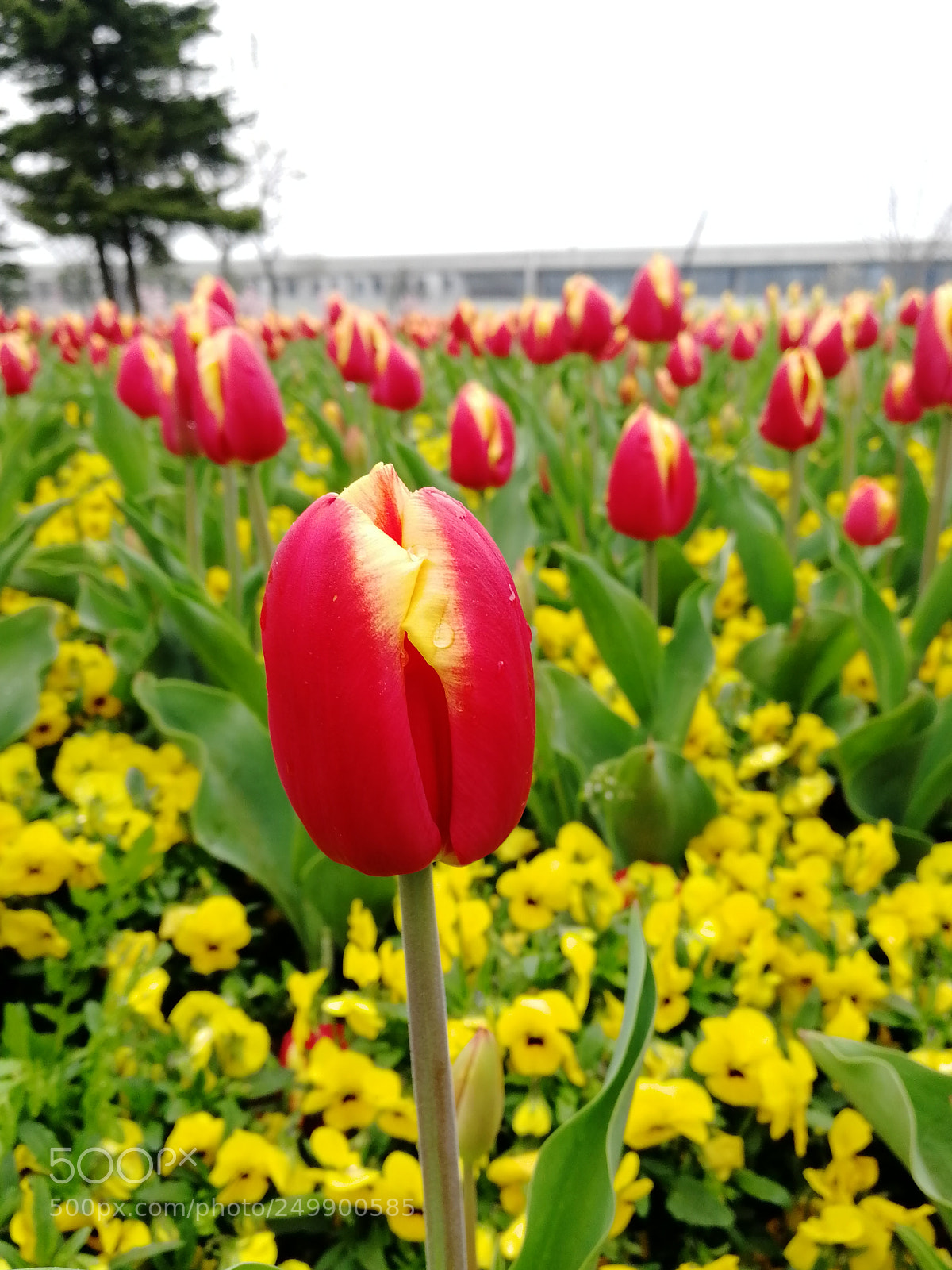 HUAWEI Honor 9 sample photo. Tulipans in china photography
