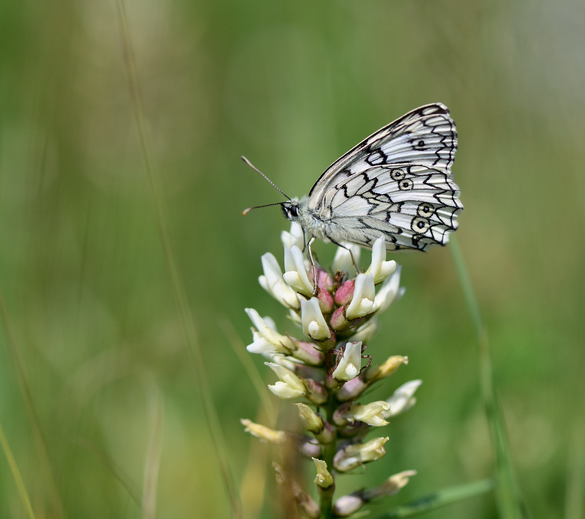 Nikon AF-S Micro-Nikkor 105mm F2.8G IF-ED VR sample photo. Melanargia. photography