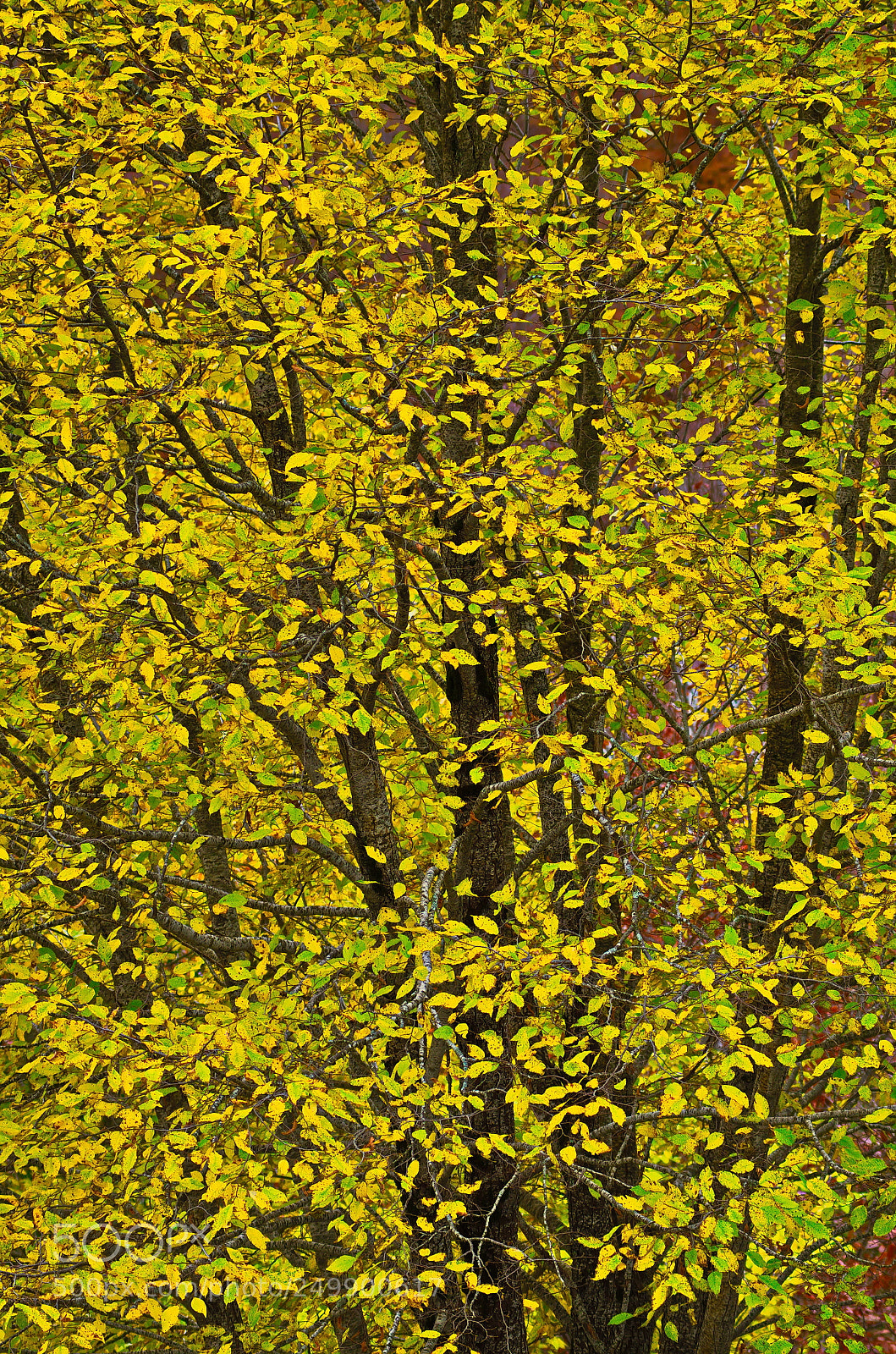 Pentax K-50 sample photo. Autumn in abruzzo 1 photography