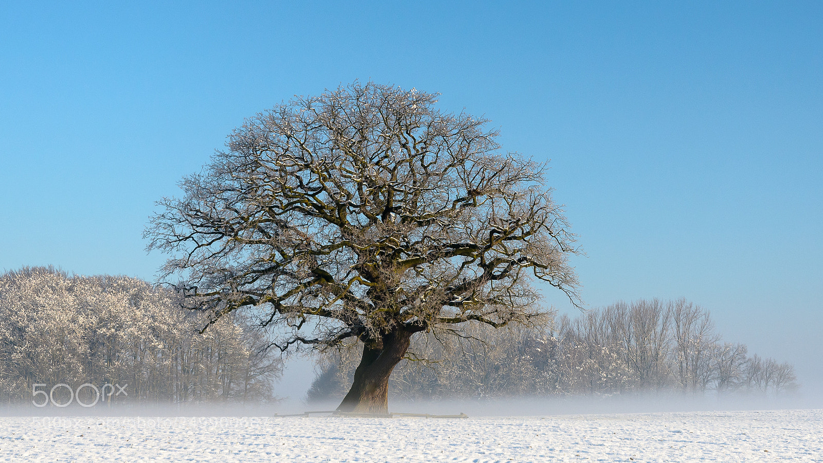 Nikon D7000 sample photo. Winter mood photography