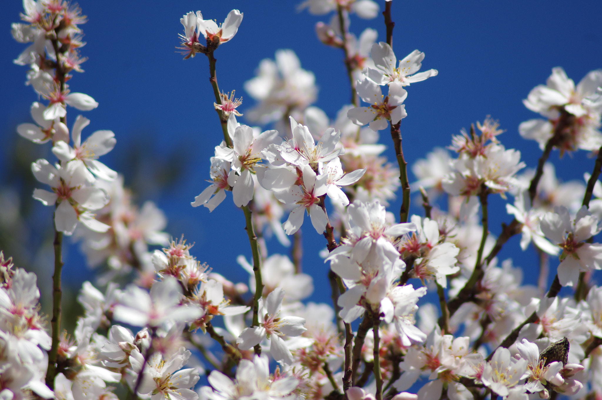 Pentax K-r + Tamron AF 70-300mm F4-5.6 LD Macro 1:2 sample photo. Fiore di mandorlo photography