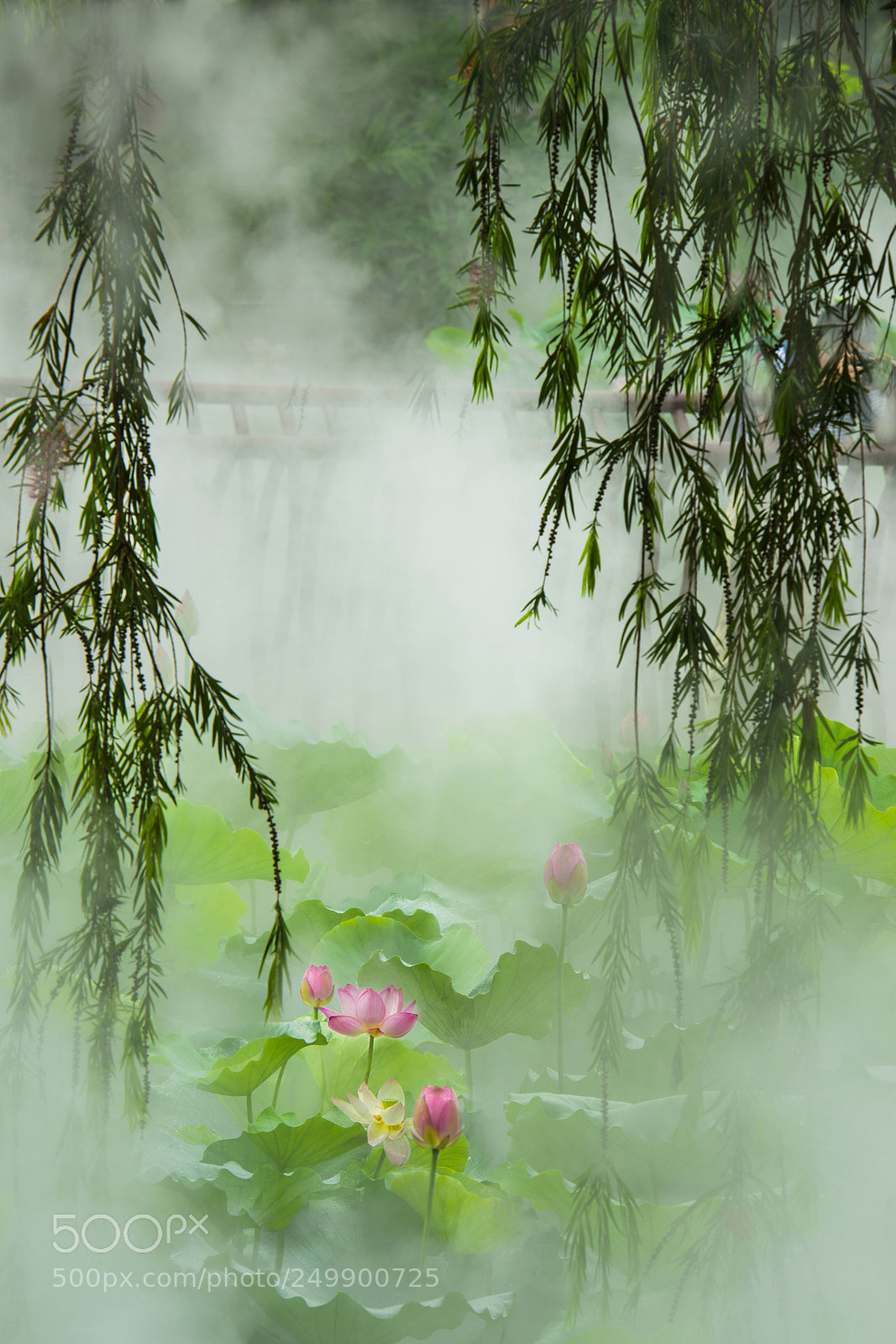 Nikon D800 sample photo. Untitled photography