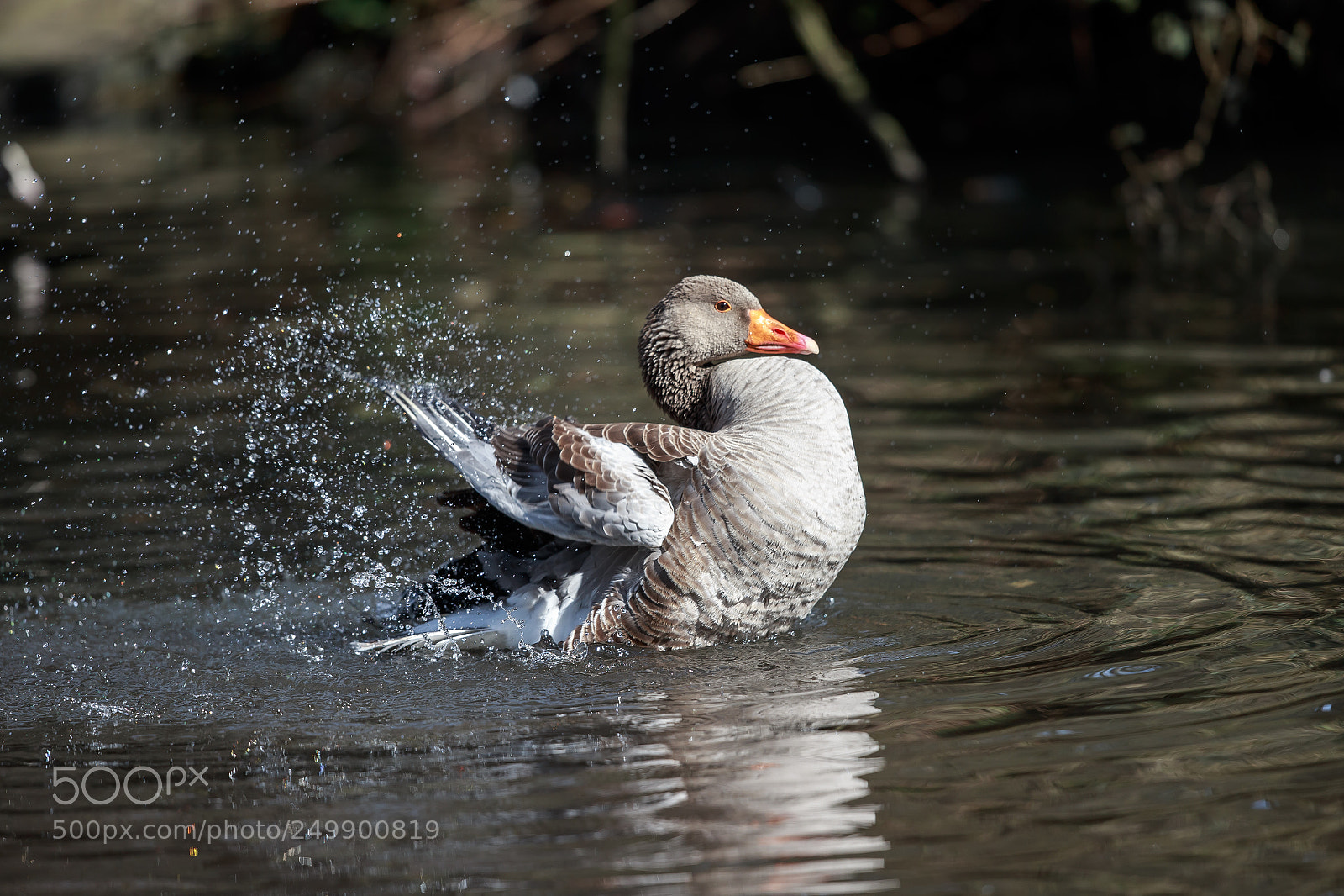 Canon EOS-1D X sample photo. A greylag goose having photography