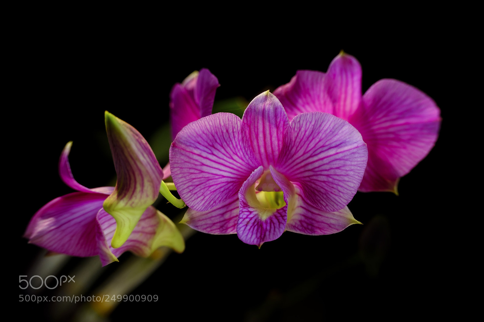 Fujifilm X-M1 sample photo. Dendrobium burana stripe photography