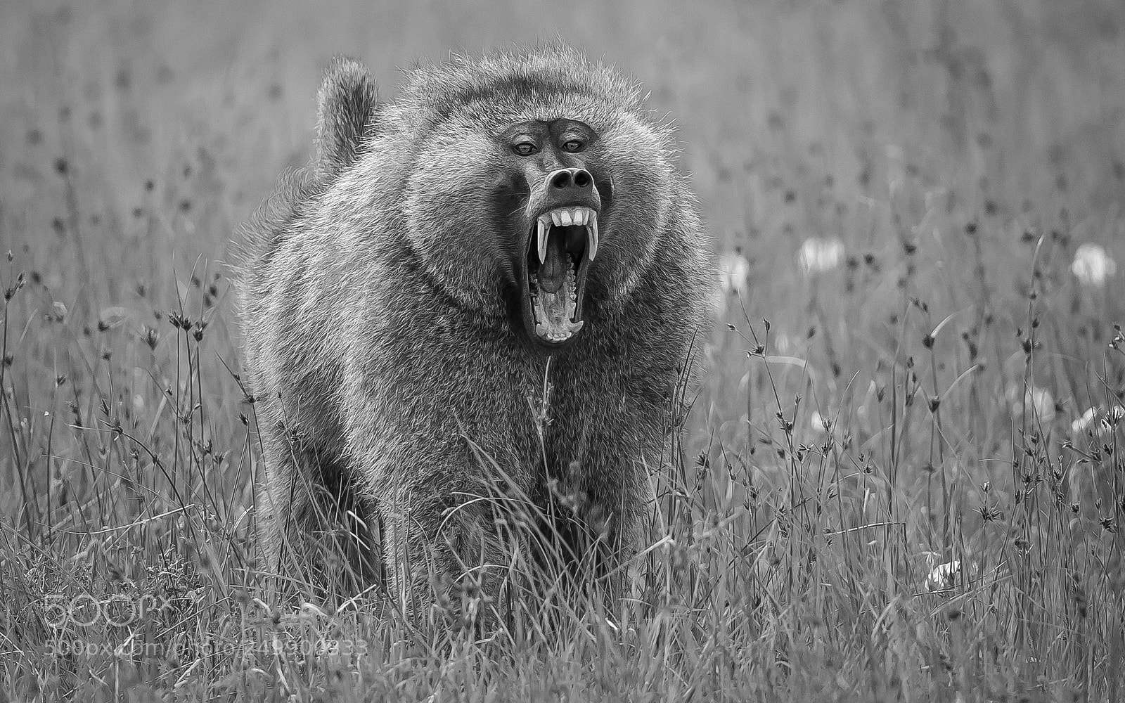 Canon EOS-1D X sample photo. Angry baboon photography