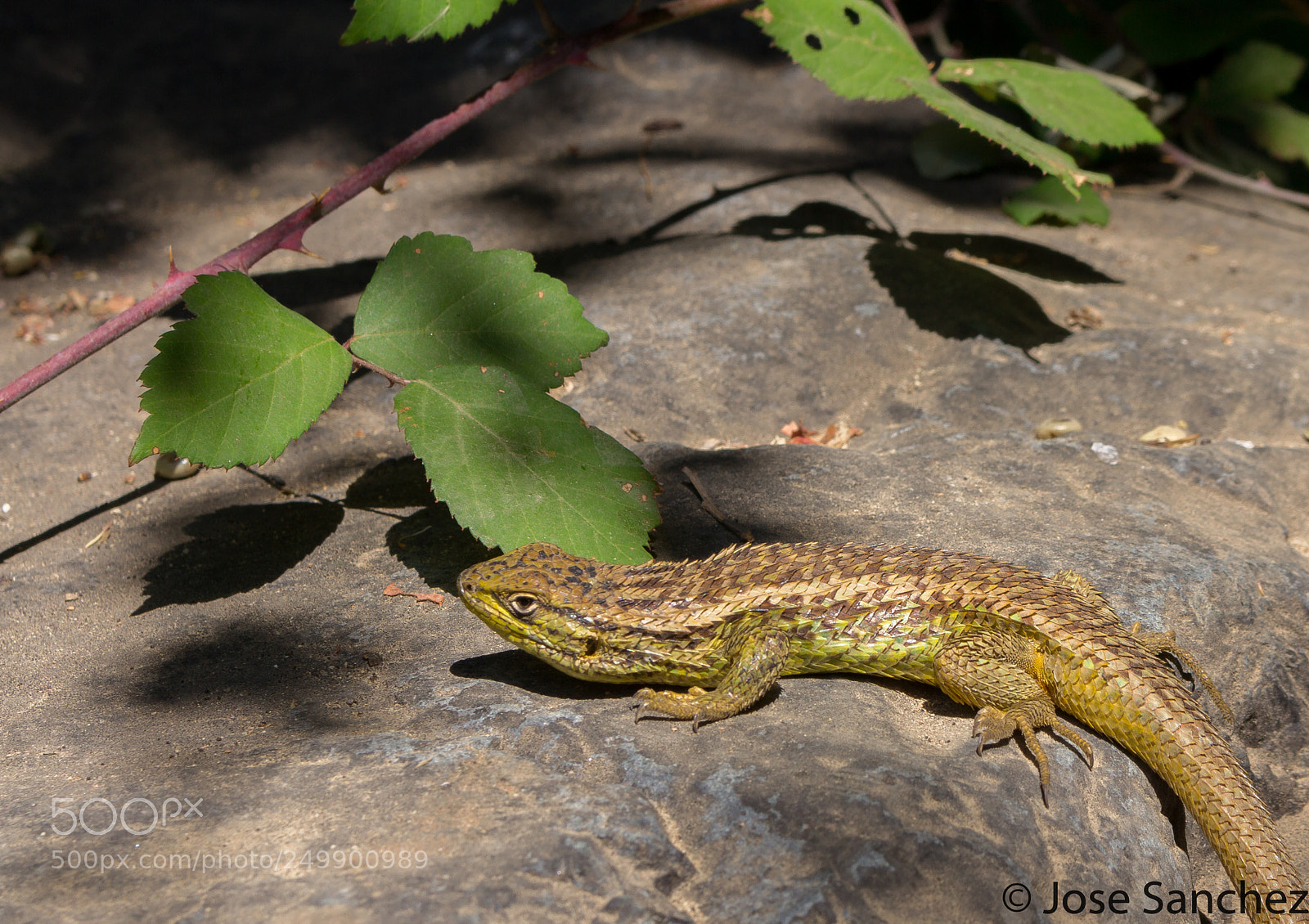 Canon EOS 60D sample photo. Reptil rio clarillo photography