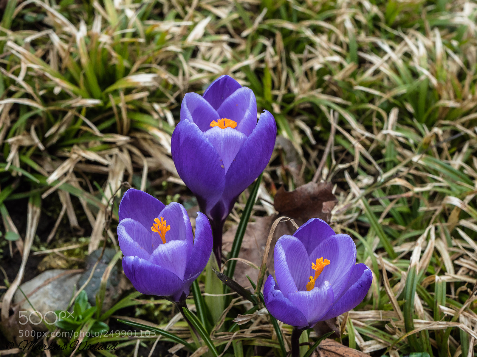 Panasonic Lumix DC-G9 sample photo. Krokus photography
