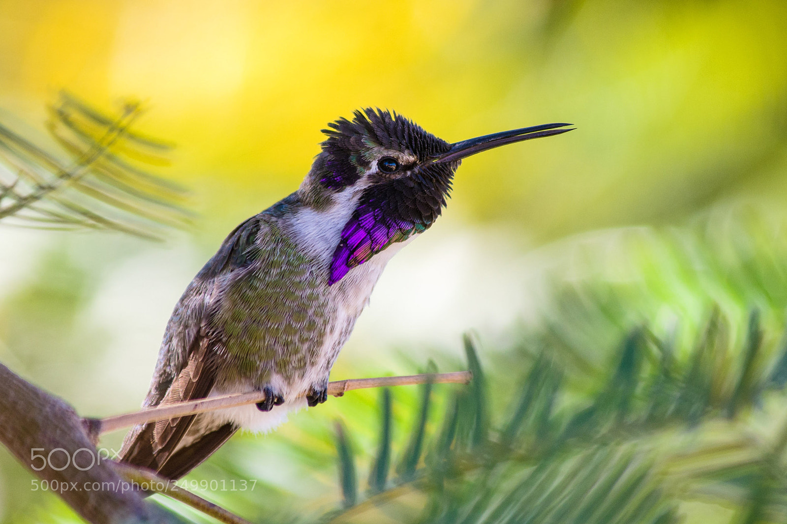 Pentax K-1 sample photo. Hummingbird singing photography
